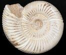 Perisphinctes Ammonite - Jurassic #38025-1